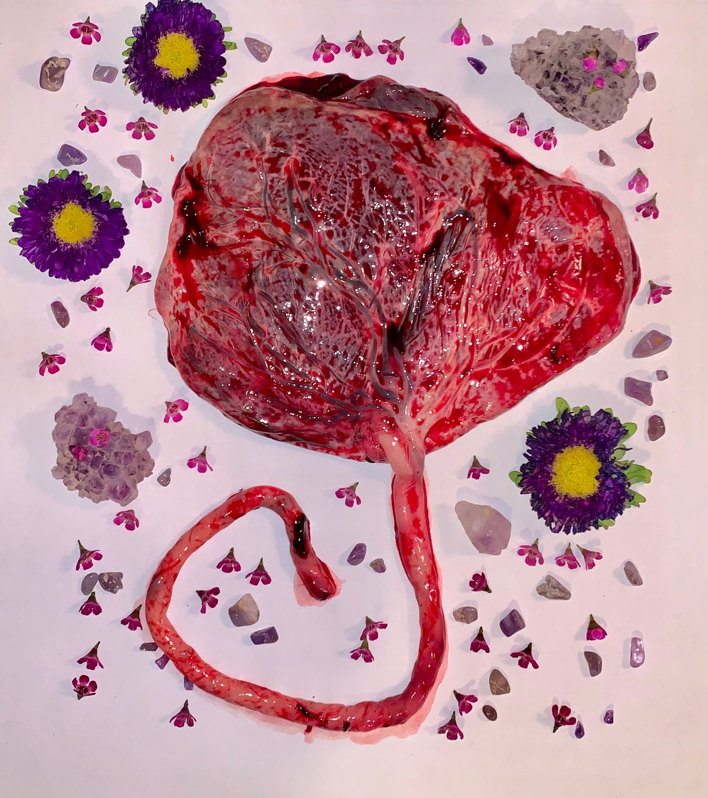 Postpartum Healing Placenta Magic